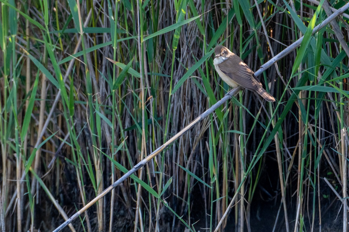 Great Reed Warbler - ML342783081