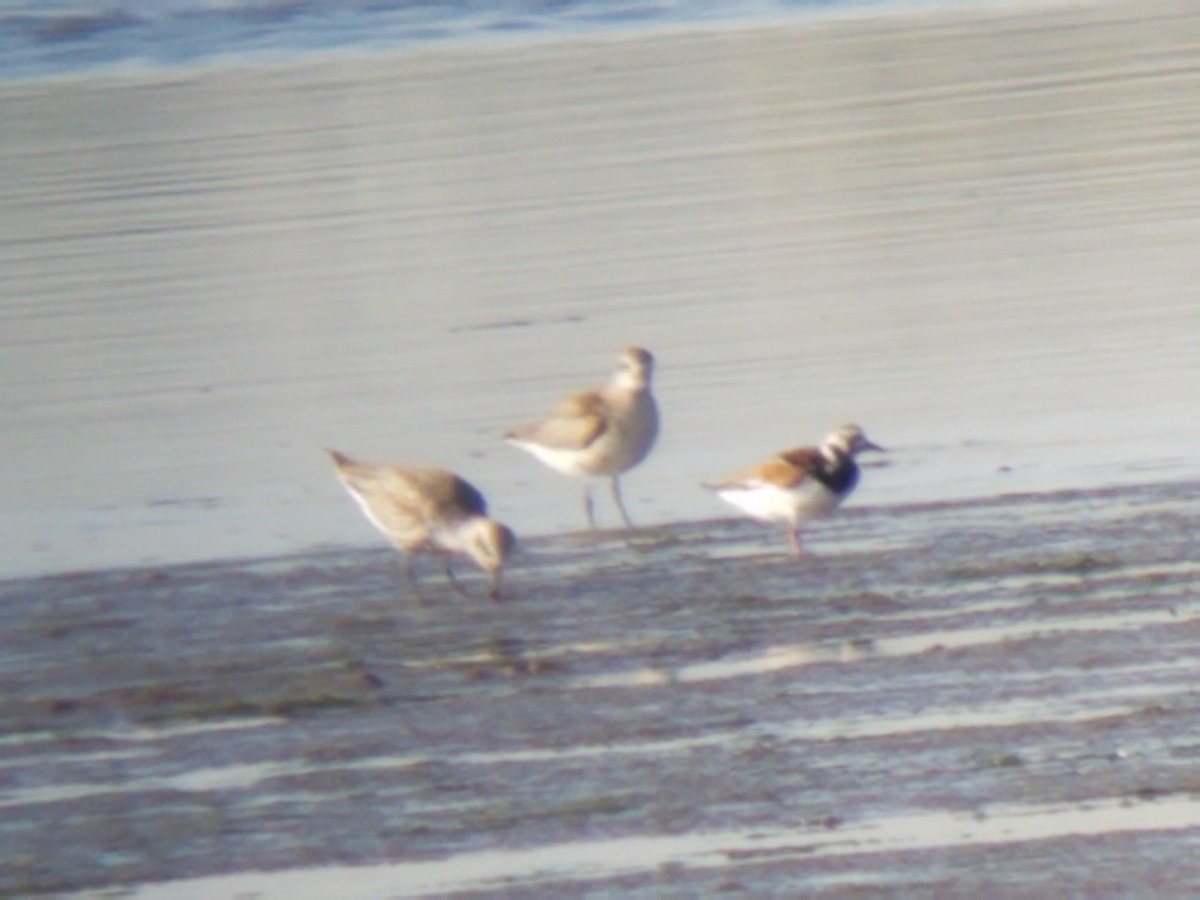 Ruddy Turnstone - ML342783471