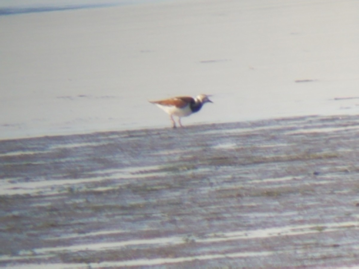 Ruddy Turnstone - ML342783621