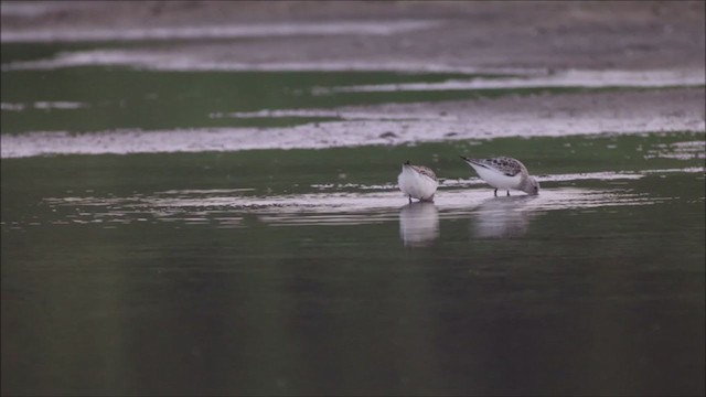 Bécasseau sanderling - ML342783971