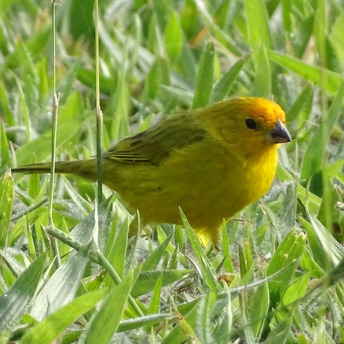 Saffron Finch - ML342784841