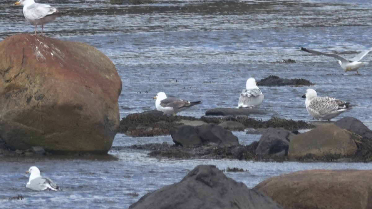 Lesser Black-backed Gull - ML342784991