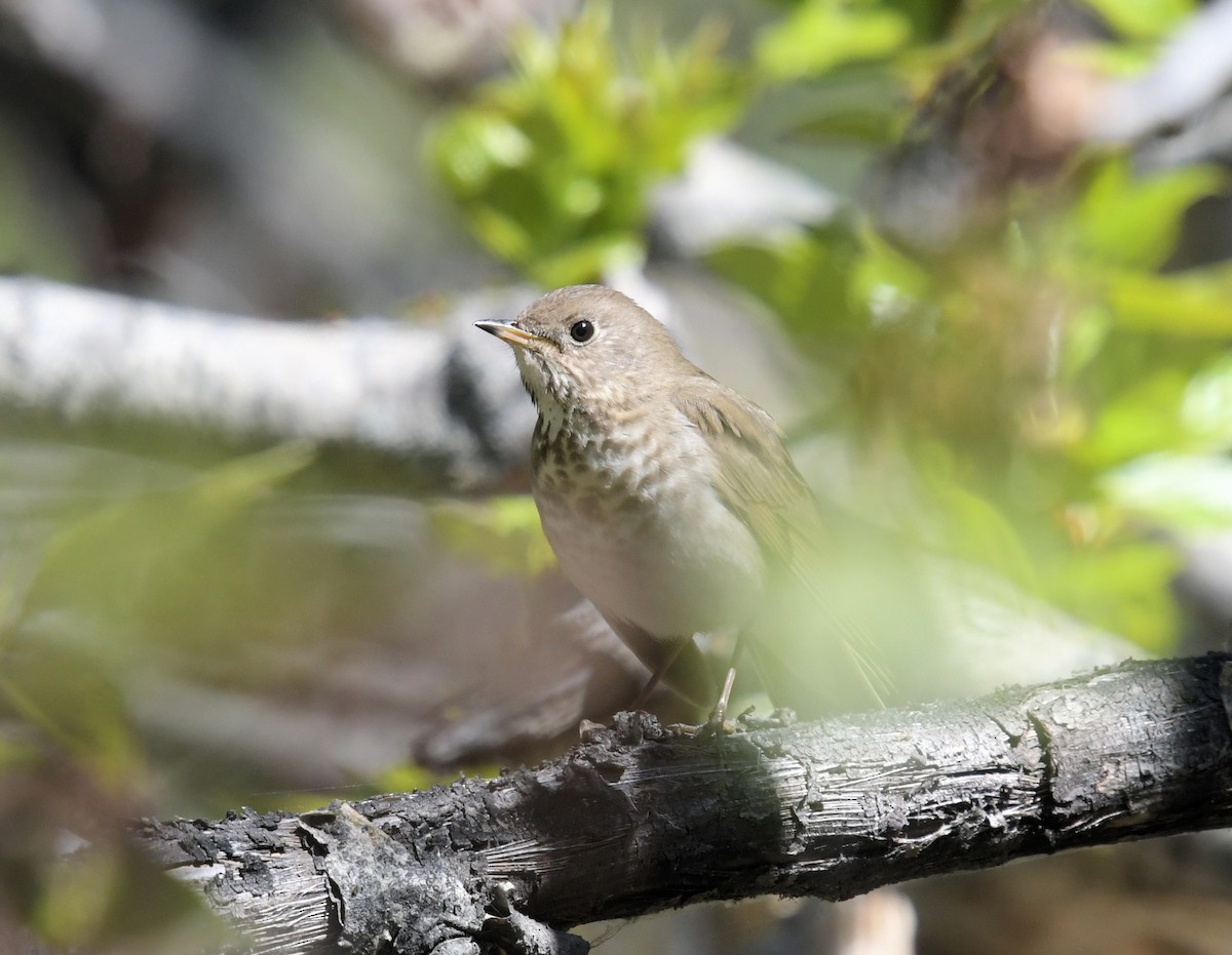 Gray-cheeked Thrush - ML342786991