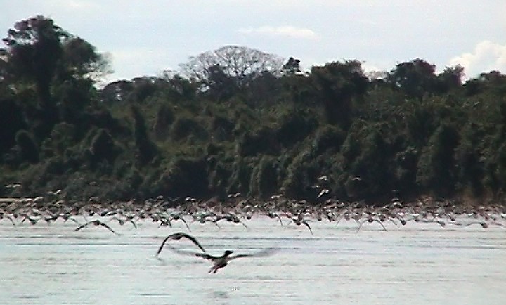 Neotropic Cormorant - Josep del Hoyo