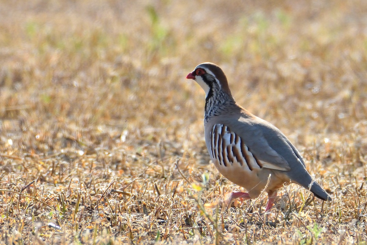 Red-legged Partridge - ML342787481