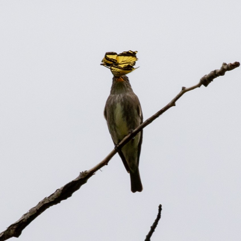 Olive-sided Flycatcher - Philip Kline