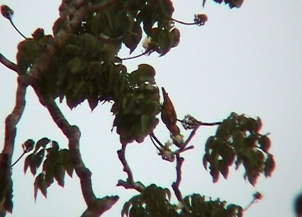 Black-headed Parrot - ML342788211