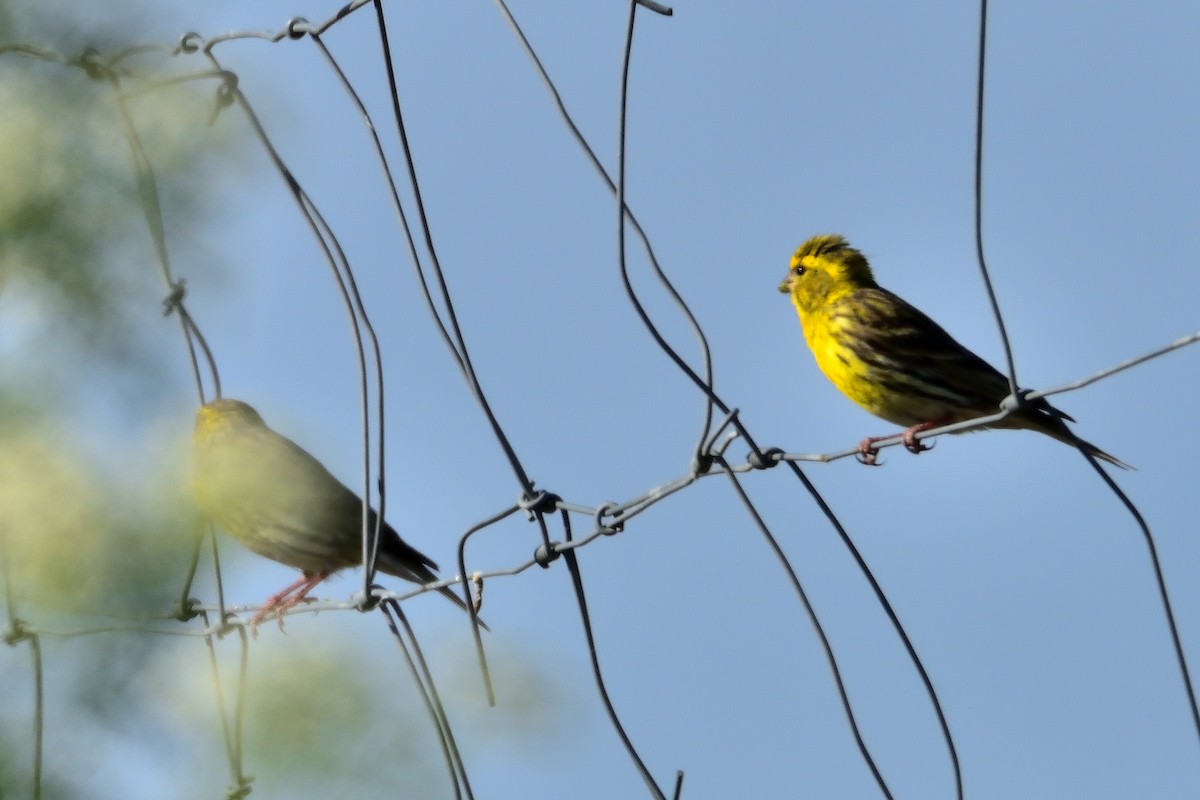 European Serin - Mu Sano