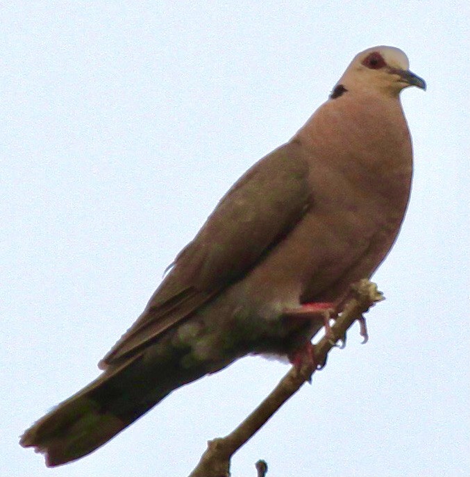 Red-eyed Dove - Connie Lintz