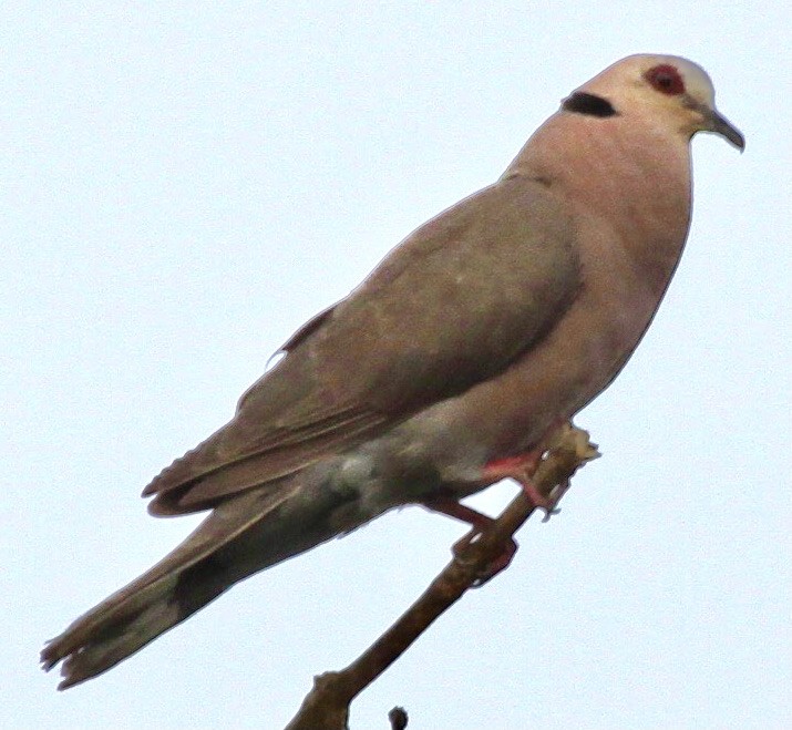 Red-eyed Dove - Connie Lintz