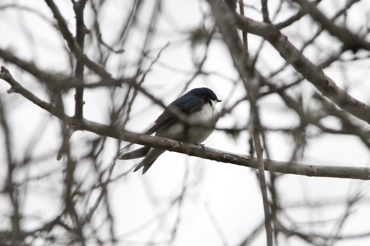 Tree Swallow - ML342793741