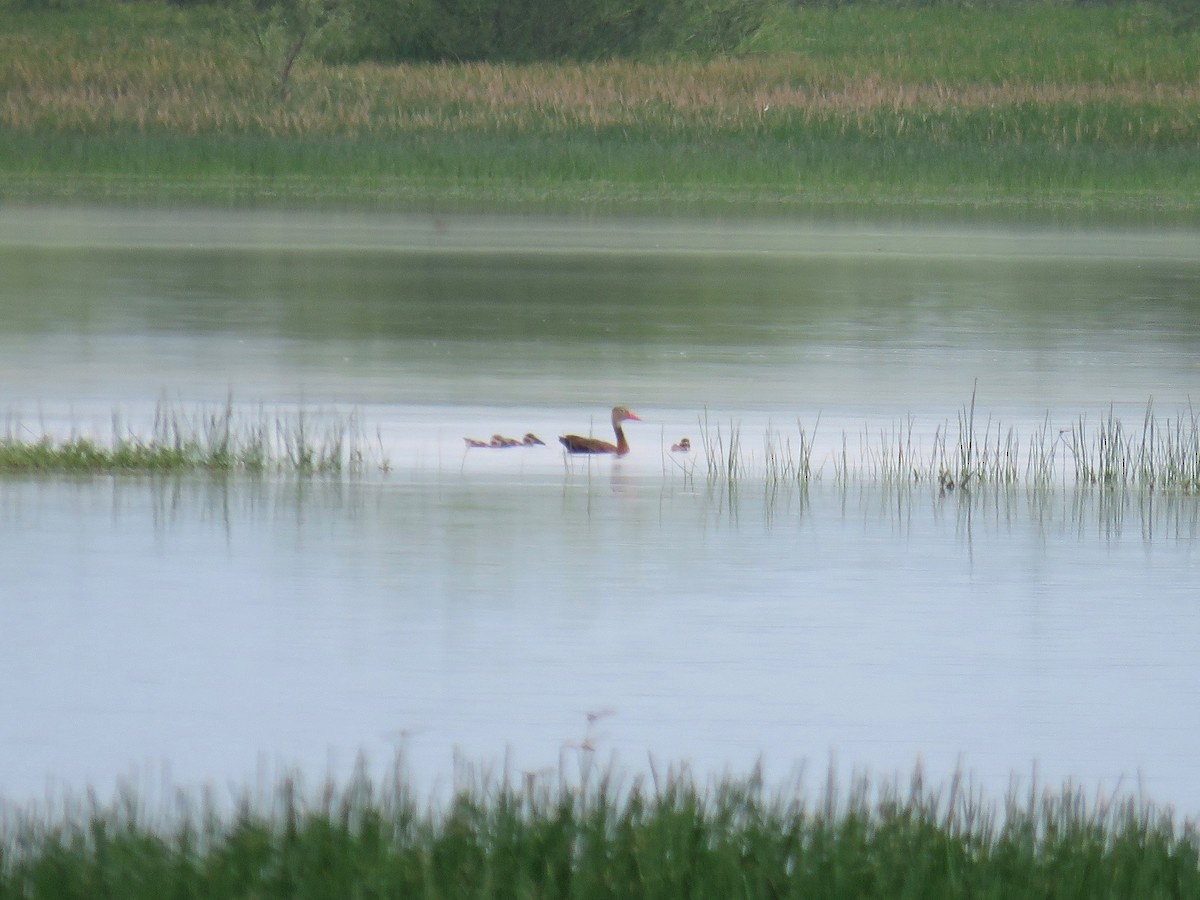 Black-bellied Whistling-Duck - John van Dort