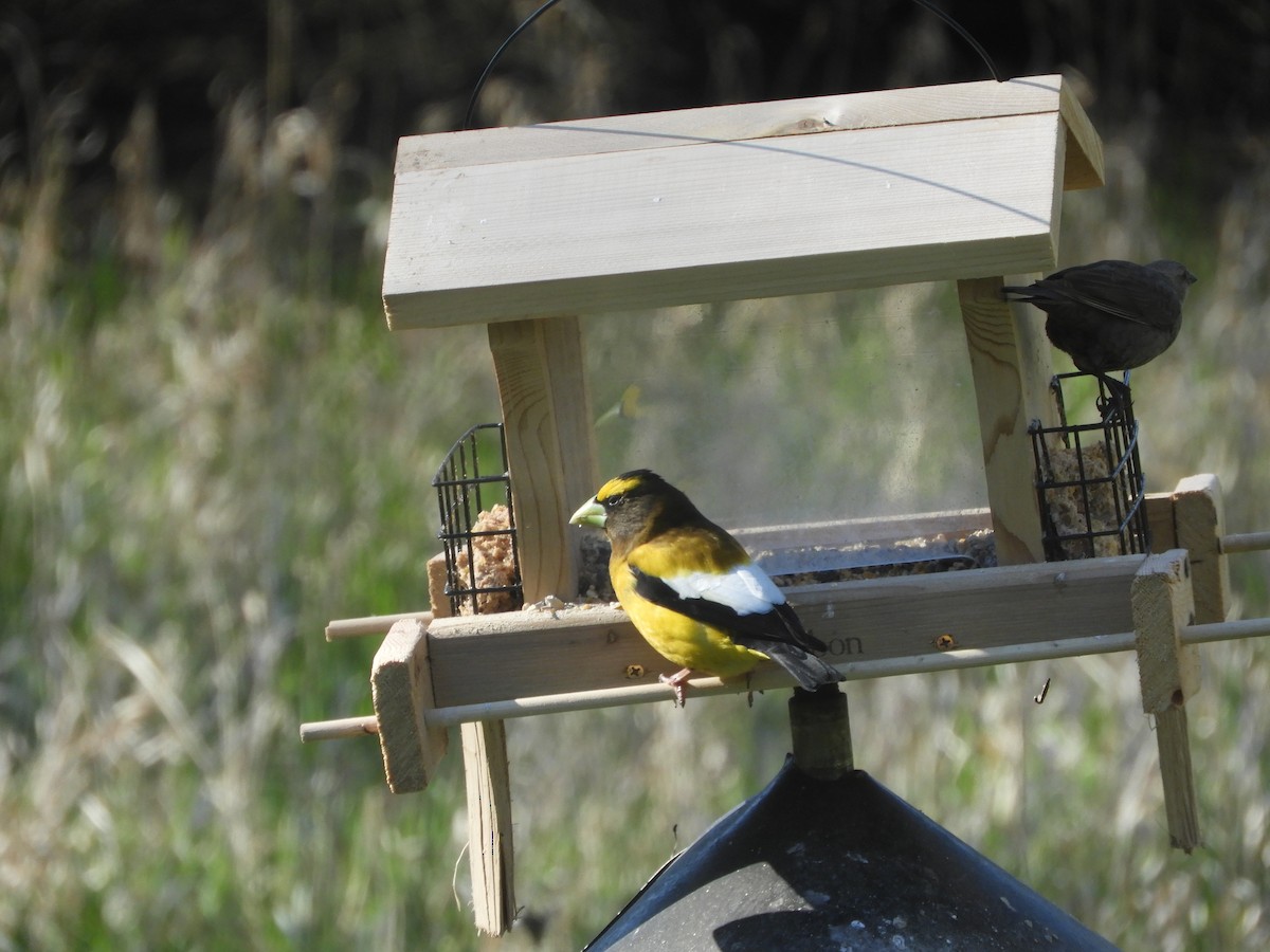 Evening Grosbeak - ML342795211