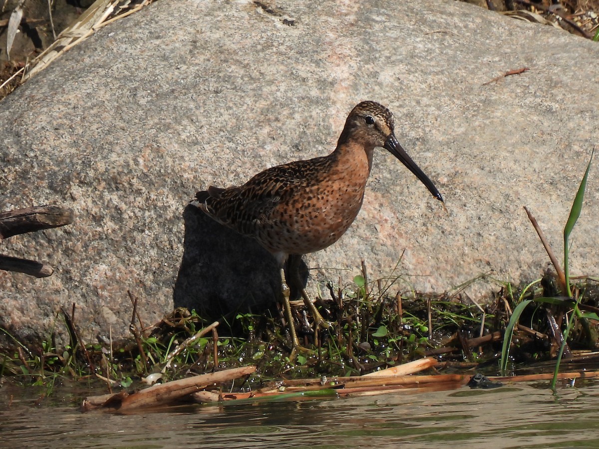 Short-billed Dowitcher - ML342797841