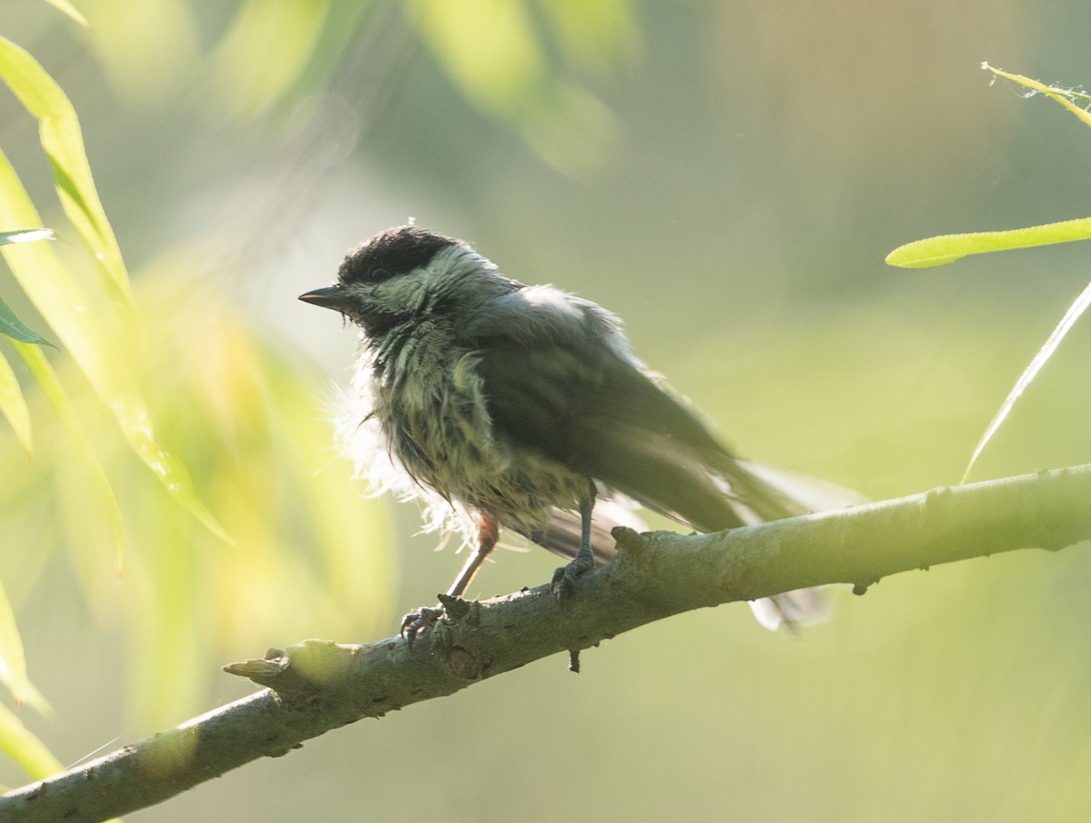 Carolina Chickadee - ML342798121