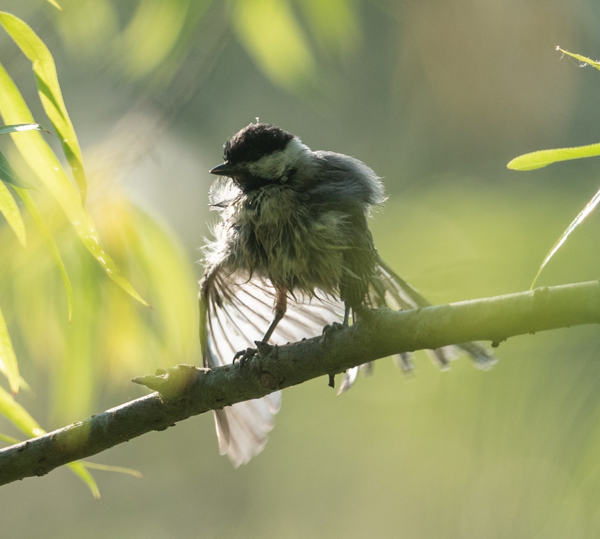 Carolina Chickadee - ML342798141