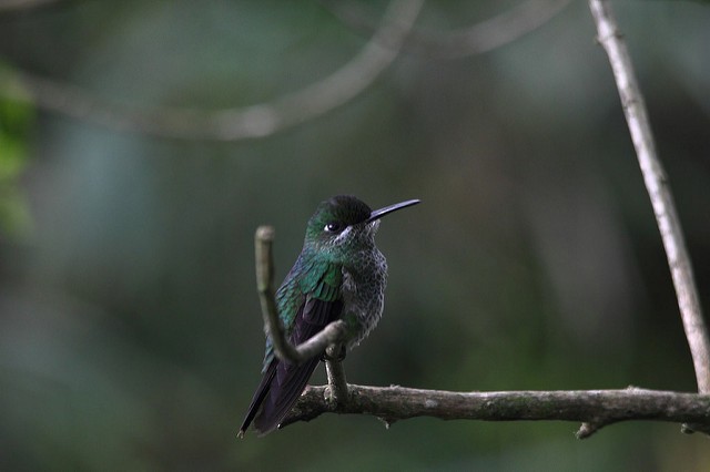 Green-crowned Brilliant - Marcelo Corella