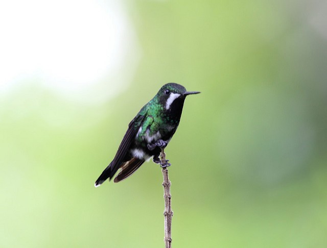 kolibřík trnoocasý - ML34279971