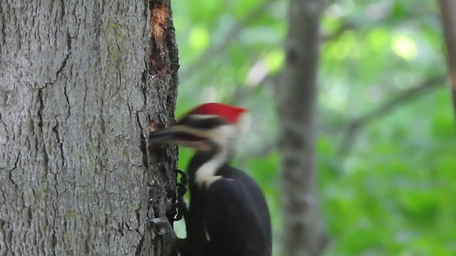 Pileated Woodpecker - ML342800231