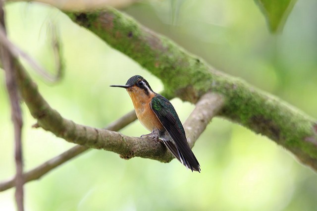 Purple-throated Mountain-gem - ML34280051