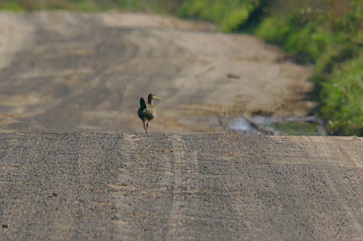 Giant Wood-Rail - ML342800671