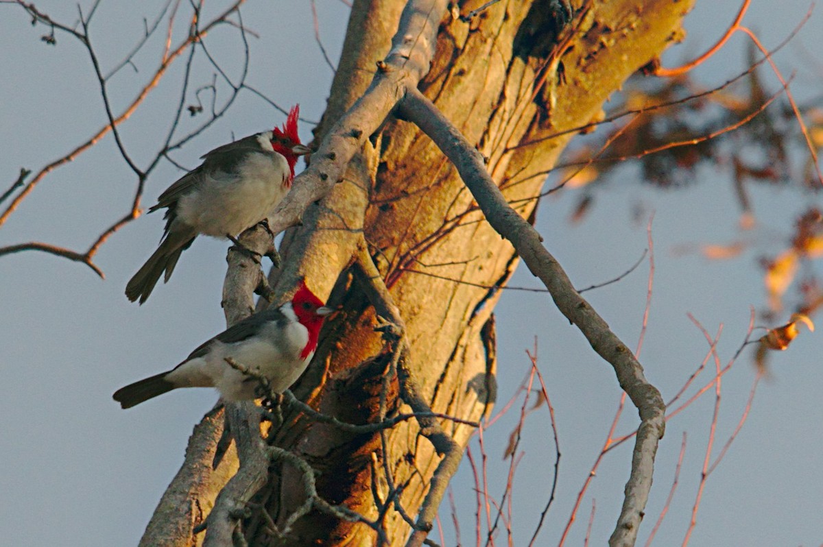 Red-crested Cardinal - ML342800781