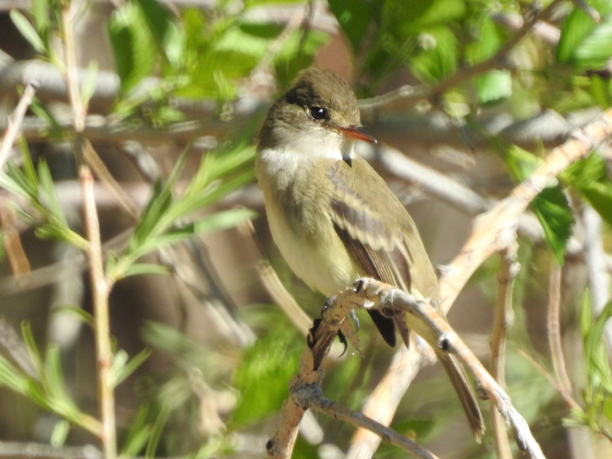 Willow Flycatcher - ML342800831