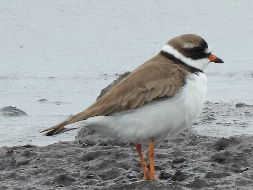 Semipalmated Plover - ML342800931