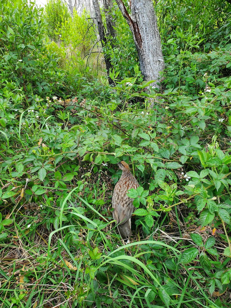 Erckel's Spurfowl - ML342801971