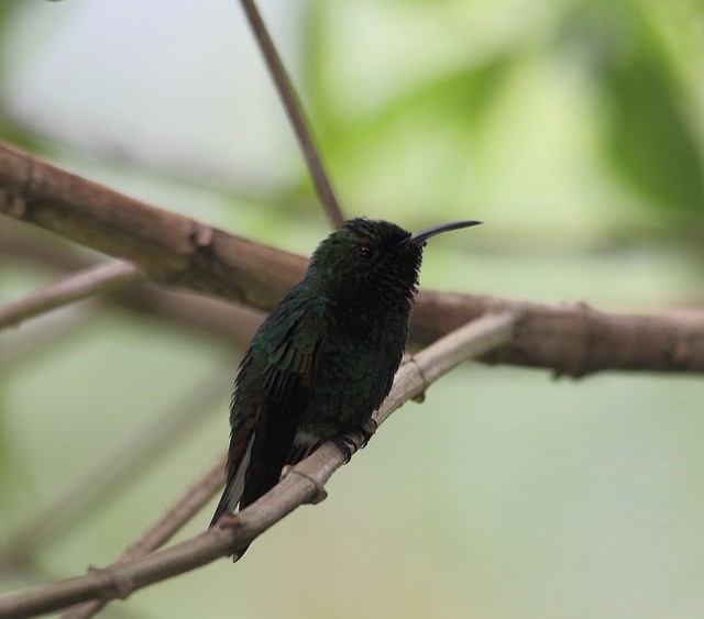 Coppery-headed Emerald - Marcelo Corella