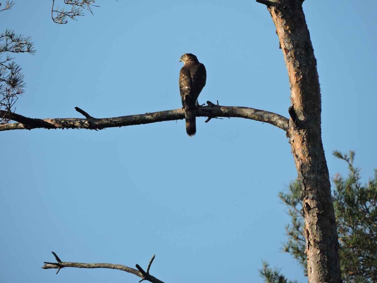 Cooper's Hawk - ML34280361