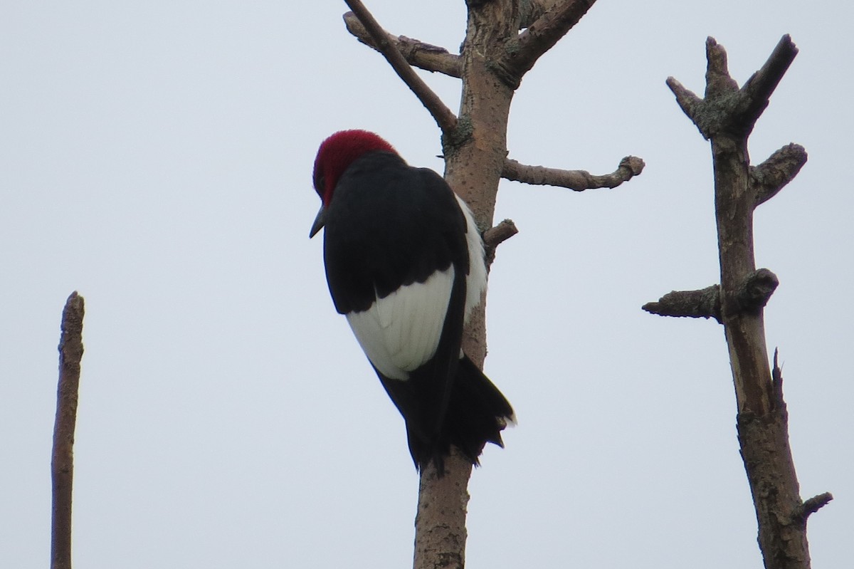 Red-headed Woodpecker - ML342805181