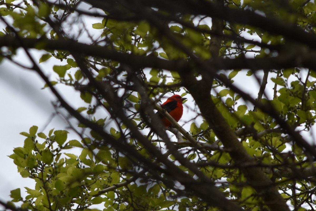 Scarlet Tanager - ML342805841