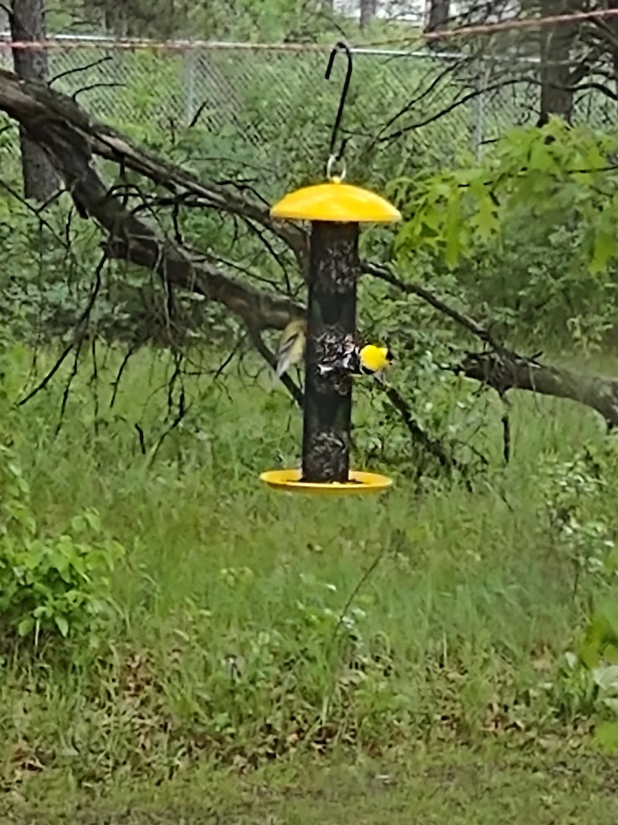 American Goldfinch - Michael Snively