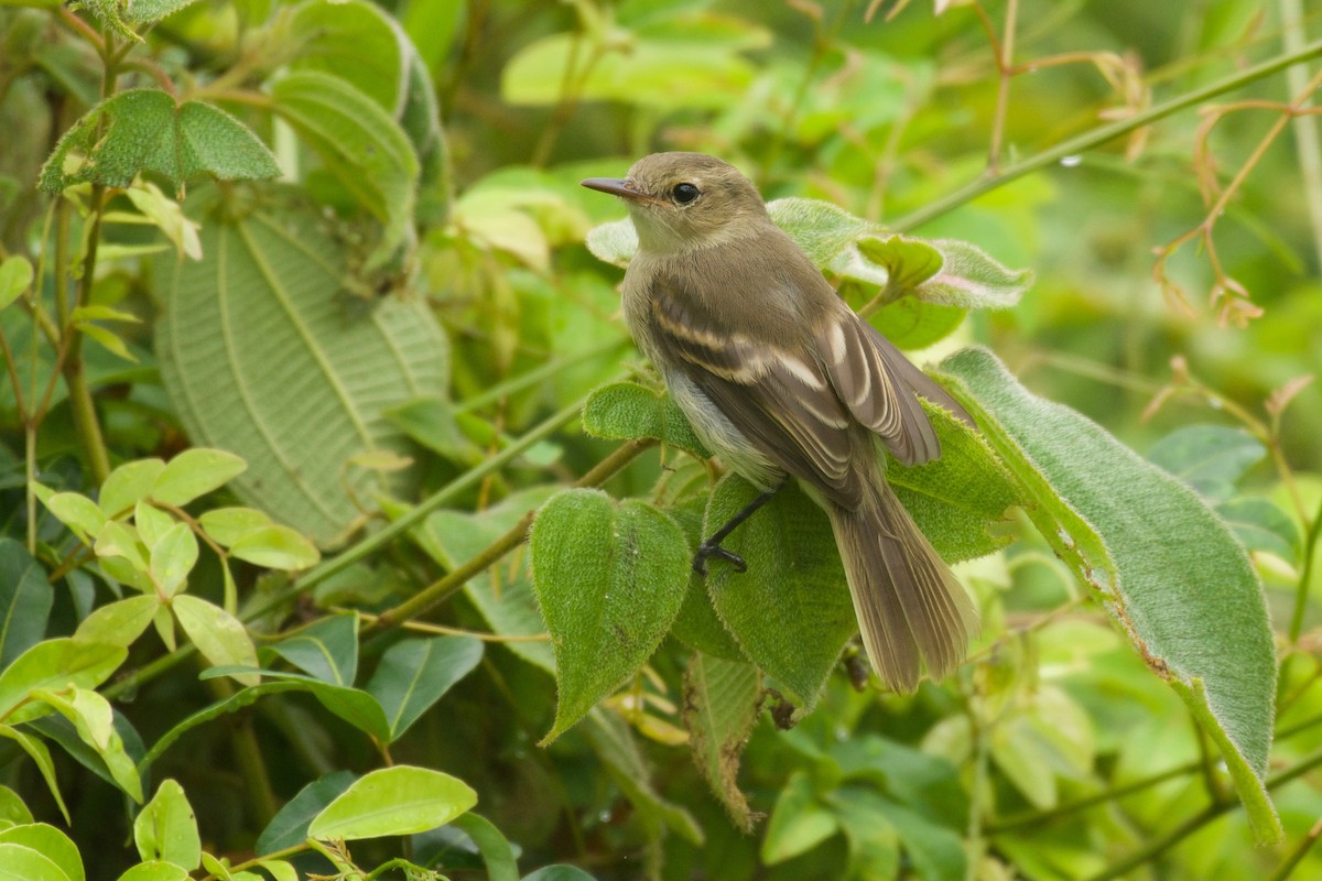 Cocos Tyrannulet - Jan Cubilla