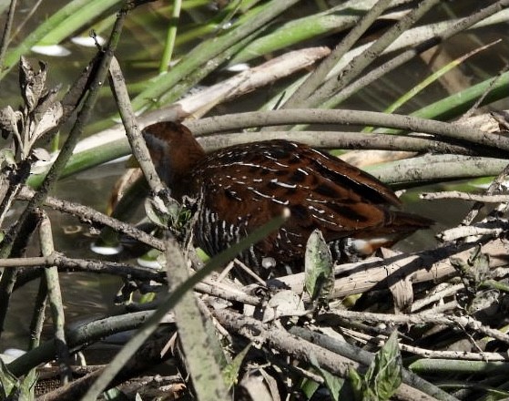 Polluela Sora - ML342809651