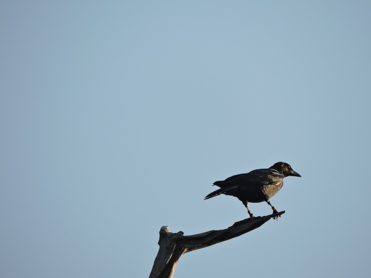 American Crow - ML34281071