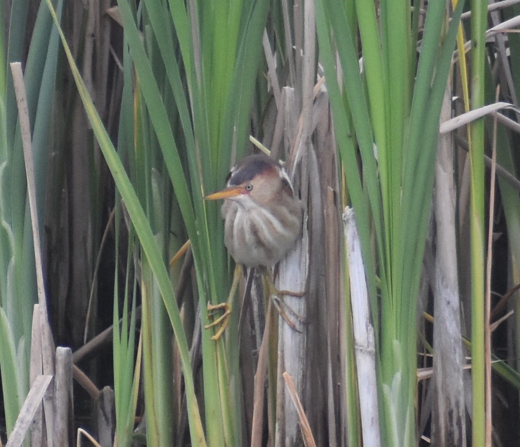 Least Bittern - ML342811351