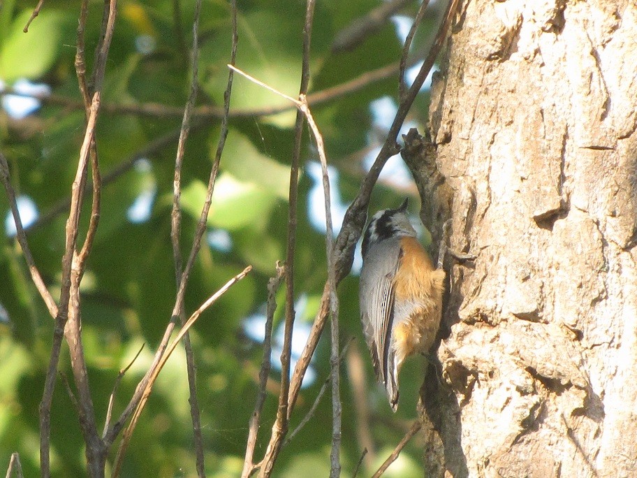 Red-breasted Nuthatch - ML34281221