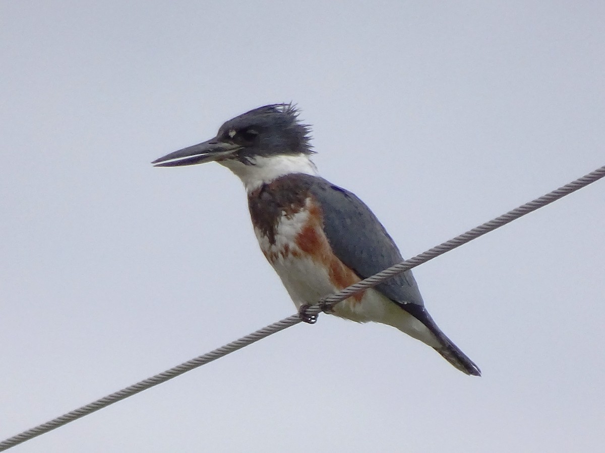 Belted Kingfisher - ML342812631