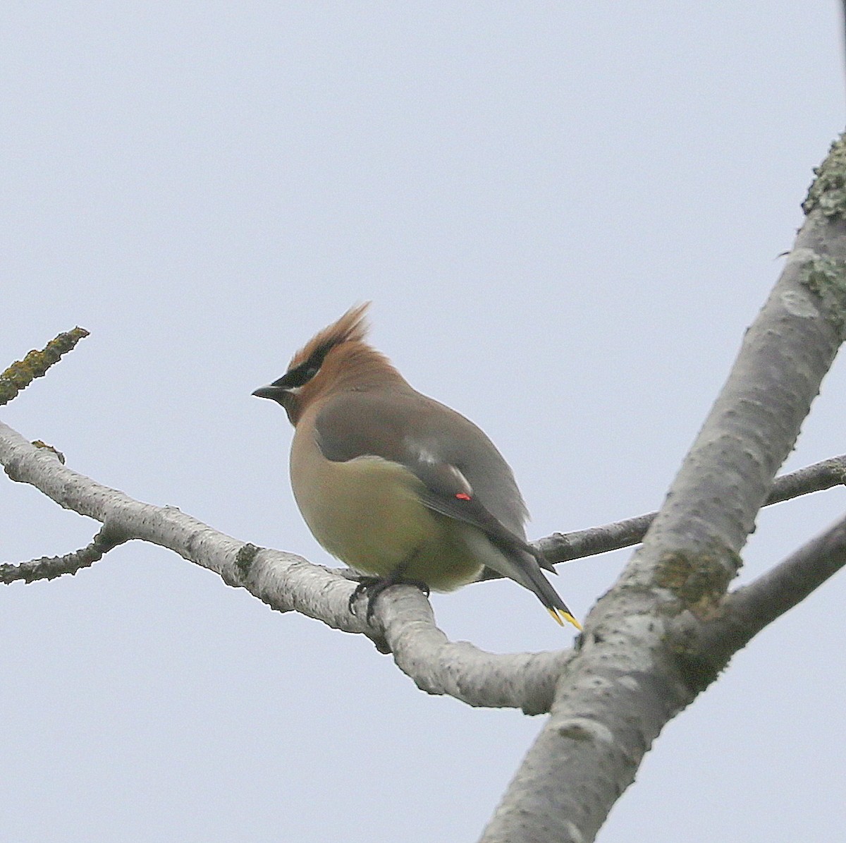 Cedar Waxwing - ML342812841