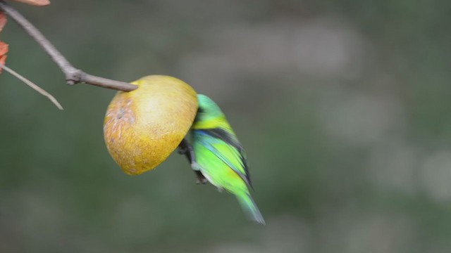 Green-headed Tanager - ML342813041