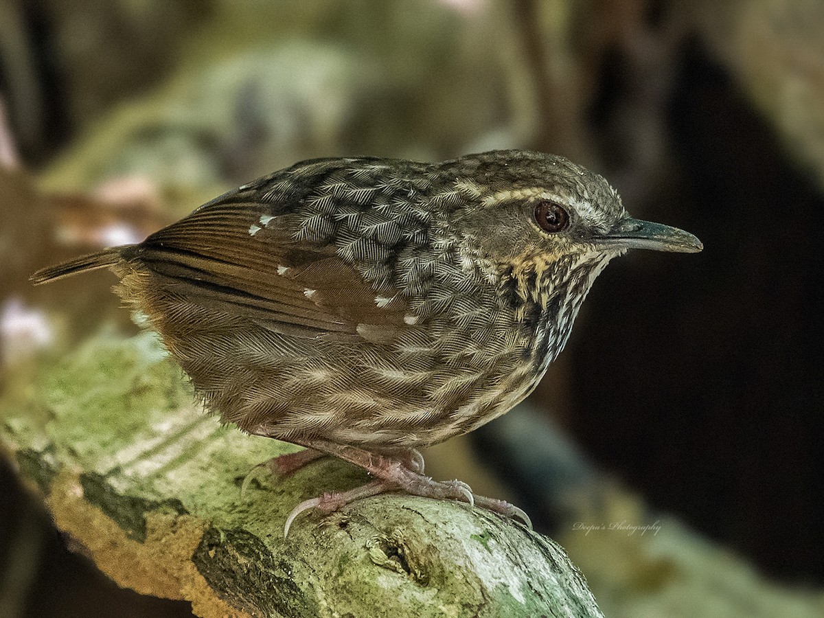 Eyebrowed Wren-Babbler - Deepamoni Rajkhowa