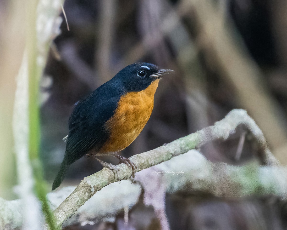 Rusty-bellied Shortwing - Deepamoni Rajkhowa