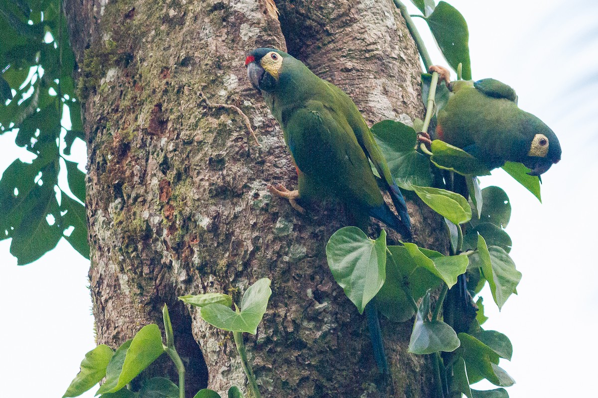 Blue-winged Macaw - Sergio Porto