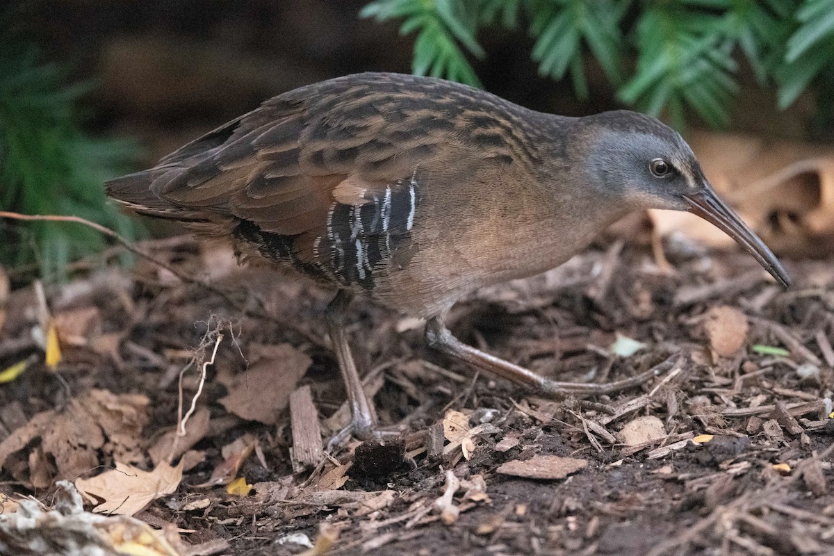 Virginia Rail - ML342819841