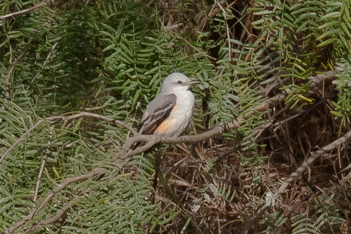 Scissor-tailed Flycatcher - ML342820911