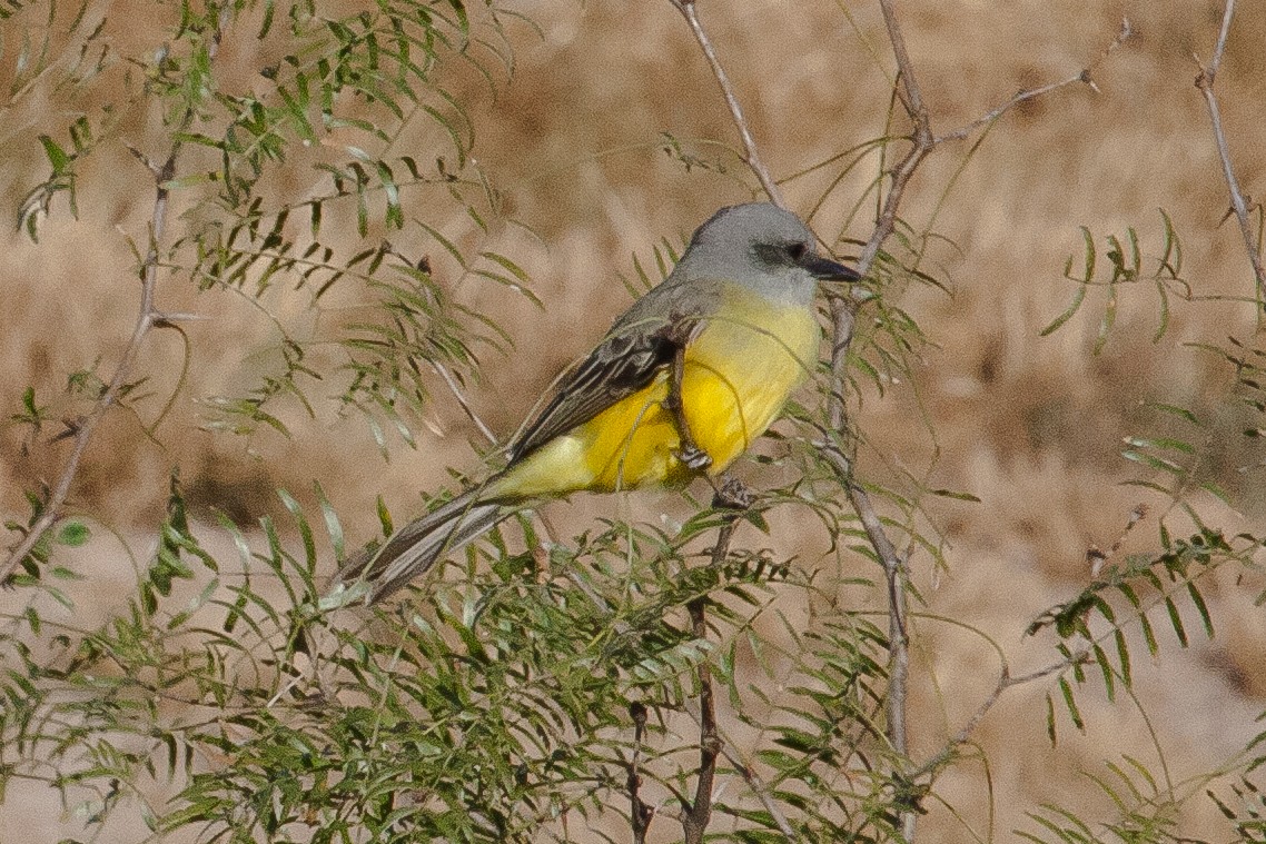 Couch's Kingbird - ML342820941