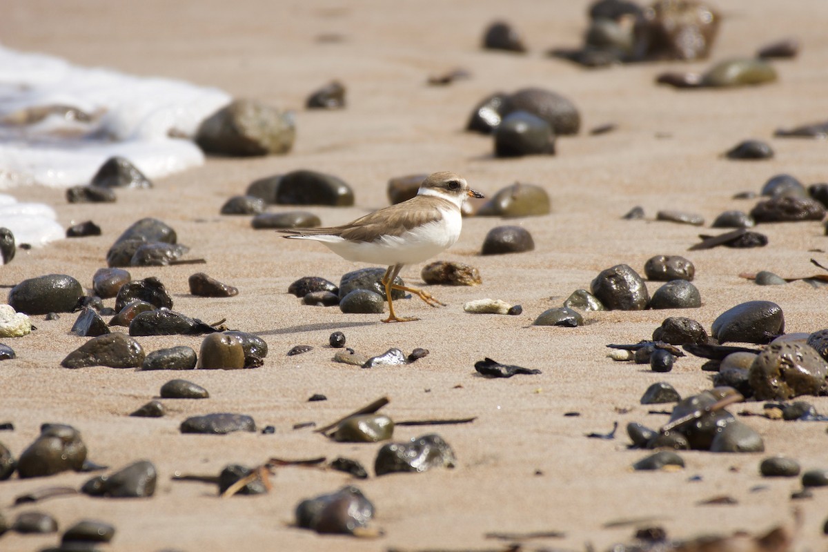 Semipalmated Plover - Jan Cubilla