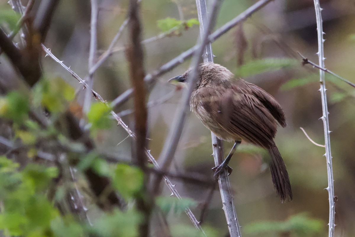 Brown Babbler - ML342821491